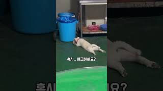 똥꼬발랄 댕댕이 뭐가 이리신나셨을까? #반려견#똥꼬발랄#강형욱#세나개#cat#pet#dog#funny#amazing#funnyanimals