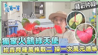 台灣第一等【高單價火鶴花育種 珍貴基因萬株取二（粉碎椰子殼做介質土／單朵分級出貨）】_478集精選版