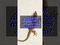 പല്ലികൾ ഭിത്തിയിൽ നടക്കുന്നത് എങ്ങനെ shorts lizard lizardonwallfacts factsaboutlizards