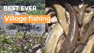 কাদা মাটিতে মাছ ধরা|  Amazing mud  Fishing | traditional village fishing | catfish hunting