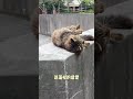 出门遇到好运小猫 我和流浪猫的故事 狸花猫 领养代替购买 流浪猫 关爱流浪动物