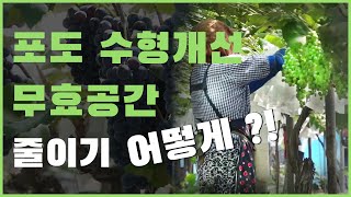 포도 수형개선 및 무효공간 줄이기