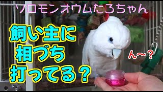 ソロモンオウムたろちゃん　飼い主に相づち打ってるの？　Will cockatoo reply to his owner？