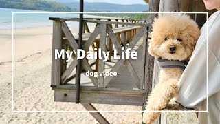 Walking the sea with my dog •Living with a dog •VLOGMy Daily Life/愛犬との暮らし・海へ行く・友人と食事・鹿児島在住