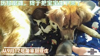 20201109—Dog Rescue in China怀着肚子的狗狗，被小伙从屠宰场解救下来，今天7个小宝宝降生了The pregnant dog saved from slaughter