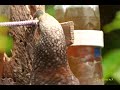 new zealand kaka nestor meridionalis