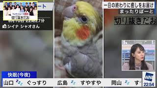 【ウェザーニュース】武藤彩芽、鳥語を話す【切り抜き】