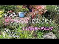 11月のガーデニング/実家の庭/宿根草株わけ/ナツハゼ植え付け/５０代/週末ガーデナー