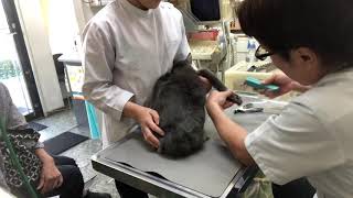 慢性腎臓病のネコのマロちゃんの治療