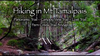 Hiking in Mt Tamalpais (Panoramic - Canopy View - Lost - Fern Creek Trail Bridge) 🌳