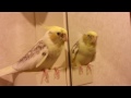 歌うオカメインコ ひなたくん♡３曲メドレー♪ cockatiel singing