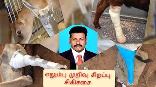 நாட்டு பசு #எலும்பு#முறிவு சிறப்பு சிகிச்சை- Cow #Fracture Treatment