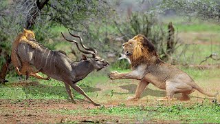Wild Animals Fighting - Kudu vs Wild Dogs vs Lions vs Leopard Big Battle - Wild Animals 2021