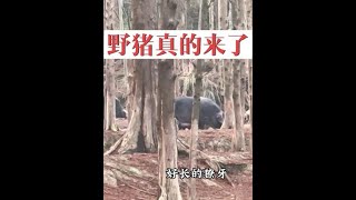 野猪来了，野猪真的就这样悄悄的来到家门口了