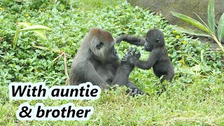 Little gorilla Ringo's interaction with auntie Tayari and brother Jabali. / 小金剛猩猩跟阿姨.哥哥的互動