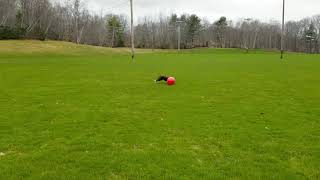 Border Collie playing with a Herd Ball