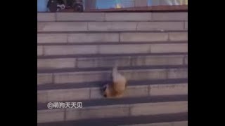 狗狗翻車現場為什麼沒人騎班馬？｜動物搞笑片段｜貓 小貓 貓咪 狗 狗狗 小狗 寵物 動物 有趣 可愛 寵物 抖音 tiktok 宠物 动物 小熊维尼 剧本 疯狂 幽默 图像 贴图 滑雪 灵魂