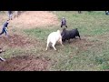 snake vs lieh bullfight