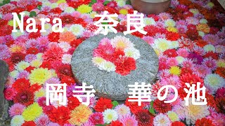 【Nara 奈良花めぐり】岡寺　華の池　天竺牡丹　ダリア　花　flower