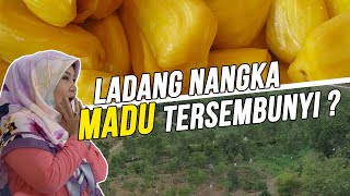 Ladang Nangka Selangor Yang Tersembunyi