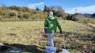 どうなるかわからないけど、石灰窒素を撒いてみた。sprinkling lime nitrogen