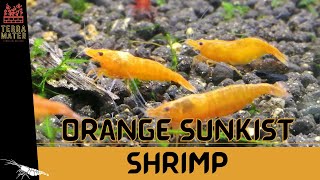 Introduction to ORANGE SUNKIST SHRIMP: Care \u0026 Fun Facts! (Neocaridina davidi)