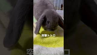 こっちに来るトトロ#うさぎ #ロップイヤー #小動物 #初めての #生後2ヶ月