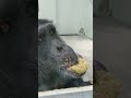 春兆🐢⑤チンパンジー・ギンくん・沖縄こどもの国・・・chimpanzee ・okinawa zoo u0026 museum 20230201