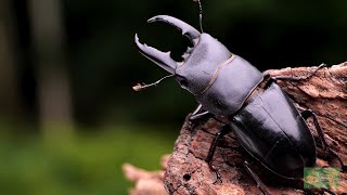 Beetles: God's Tiny Architects & Their Spiritual Echoes | Divine Designs