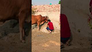 Jai gau Mata Jai shree Krishna #trending #shortviral #viralshort #viral #youtube #foryou #ytshorts