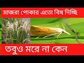 পোকা দমনের সেরা কীটনাশক || মাজরা পোকা-২০২৪