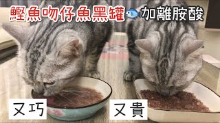 【美短】黑罐｜鰹魚吻仔魚主食｜離胺酸｜ㄡ貴巧1090916