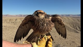 Falconry: What are baggies really?