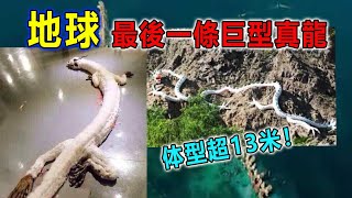 地球上10大最濒危物种，最后一条巨型真龙！#top10#冷知识#最濒危物种#排名#盘点#世界之最#动物#物种