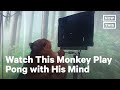 Monkey Plays Pong With Elon Musk's Neuralink Co.