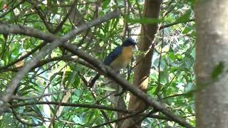 TICKELL'S BLUE FLYCATCHER CALL Cyornis tickelliae  #shortsvideo