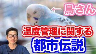 【質問コーナー】鳥さんは保温しすぎると自律神経が弱くなるって本当？コザクラインコさんの耳から変な音がでて臭いもする…どんな病気？鳥さんがワンちゃんのような遊びをするのはどうして？にお答えしました！