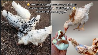 🐥തനി നാടൻ പുള്ളി കോഴികളെ വിൽപ്പന നാടൻ പുള്ളി കോഴി,🐓 7907733498 🚚*ഡെലിവറി സൗകര്യം ഉണ്ട്