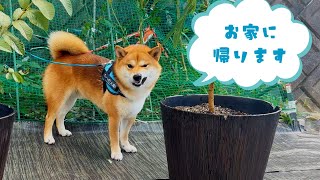 お出かけと思って大急ぎで準備したけど思ったような内容ではなかった柴犬てぃーだ　#柴犬 #柴犬てぃーだ #かわいい