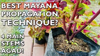 BEST MAYANA PROPAGATION TECHNIQUE | How to Propagate | Mayana Plant Care