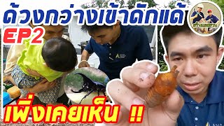 ด้วงกว่างเข้าดักแด้ เพิ่งเคยเห็น ! Ep.2