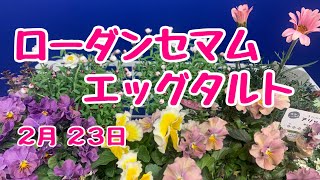 ローダンセマムとビオラ華あられの寄せ植え　#プランツギャザリング