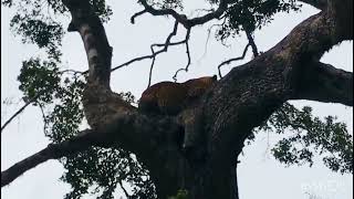 වැස්සට ගහට වෙලා ඉන්න කොටියා 🐆 Leopard #wildlife #animals #srilanka #slwildlife #babyanimal