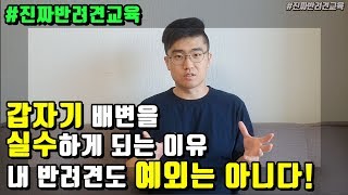 강아지, 반려견이 갑자기 배변을 못가리게 되는 이유!! #진짜반려견교육