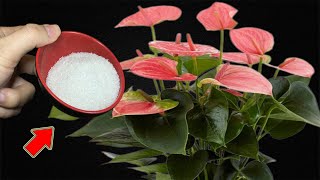 Just Sprinkle 1 Spoon! Weak Anthurium Blooms 1001 Roots And Flowers In Just 1 Night!