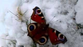 Butterfly in snow