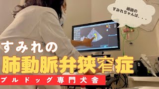 肺動脈弁狭窄症【重度】のすみれ🐶　術後の説明🏥