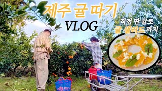 SUB) 제주 삼달리에서 귤 따기 VLOG🍊직접 딴 귤로 귤 그라니따, 샐러드 해먹기 Picking tangerines in Samdali, Jeju🍊