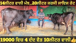 2 ਗਾਵਾਂ ਅਤੇ 1 ਮੱਝ ਵੀਕਾਓ। Buffalo and cow for sale/singh dairy farm/2-2-25