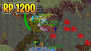 Vepeoh sola Royal Paladin 1200 - Tibia #GameLab